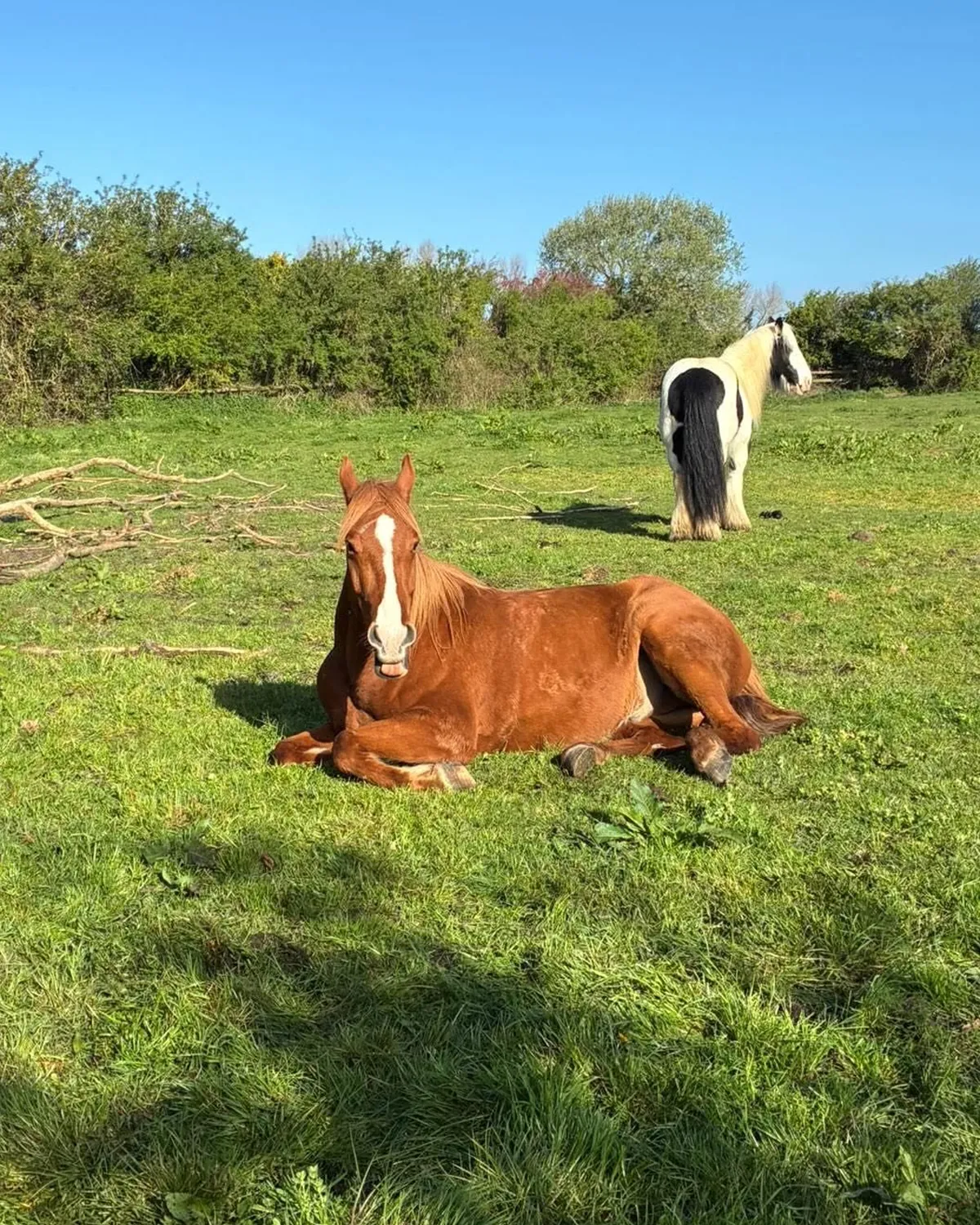 Pension chevaux à La Ferme Enchantée